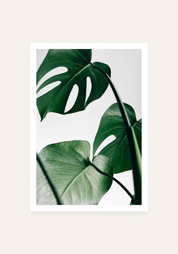 Quadro Costela de Adão (Monstera)