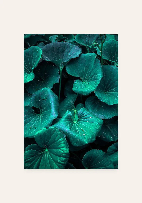 Quadro Plantas Orvalho