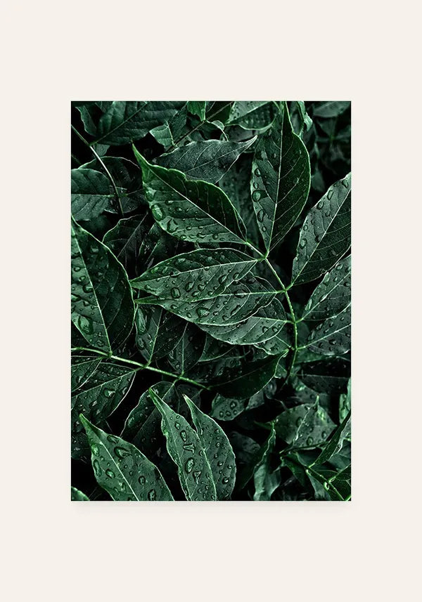 Quadro Folhas Orvalho