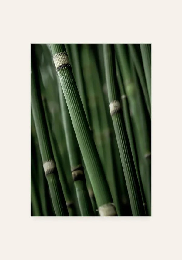 Quadro Bamboo
