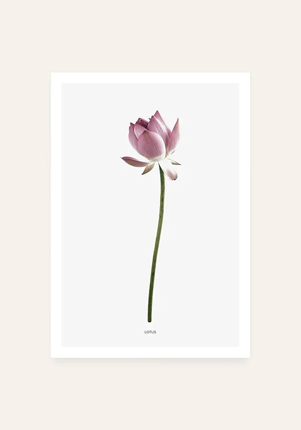 Quadro Lotus