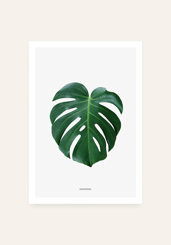 Quadro Monstera (Costela de Adão)