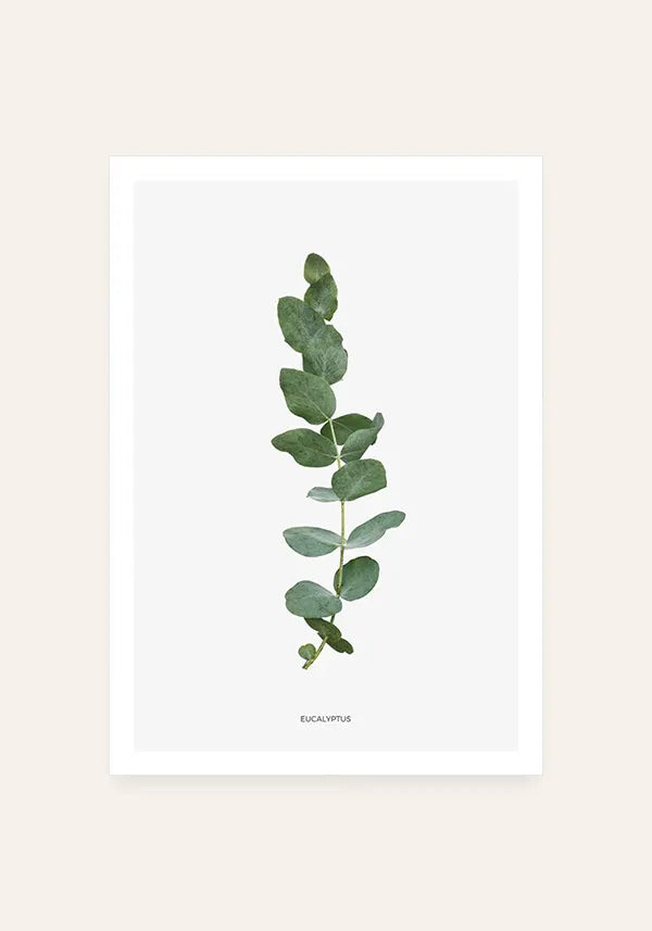 Quadro Eucalipto