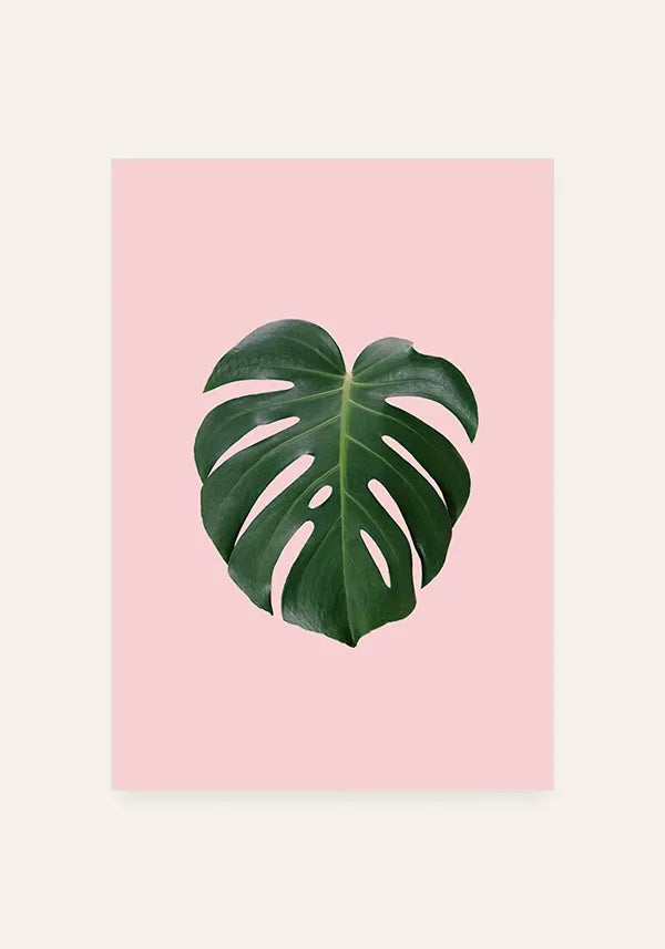 Quadro Monstera Rosa (Costela de Adão)