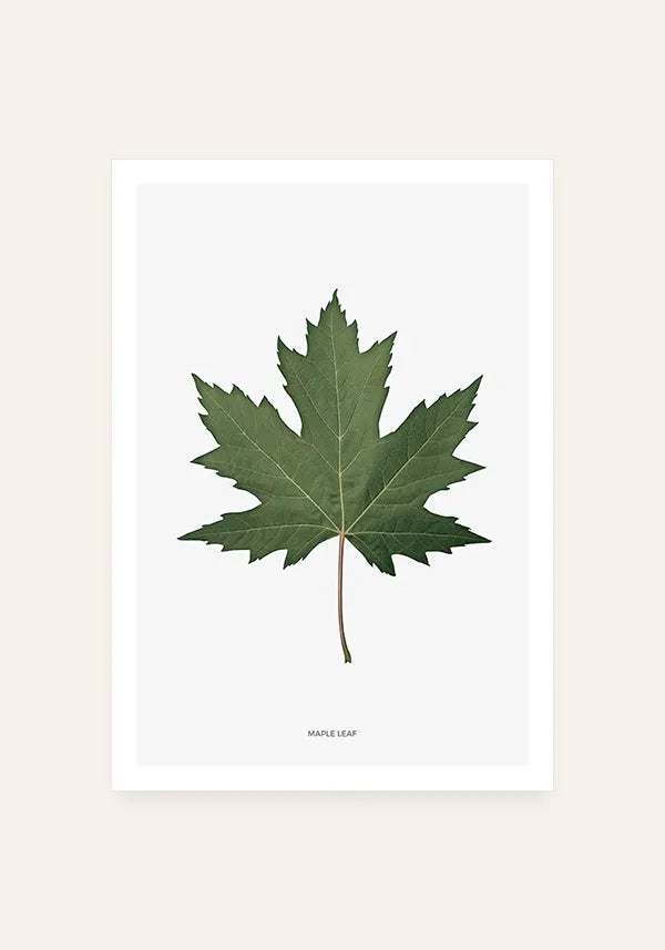 Quadro Folha de Maple