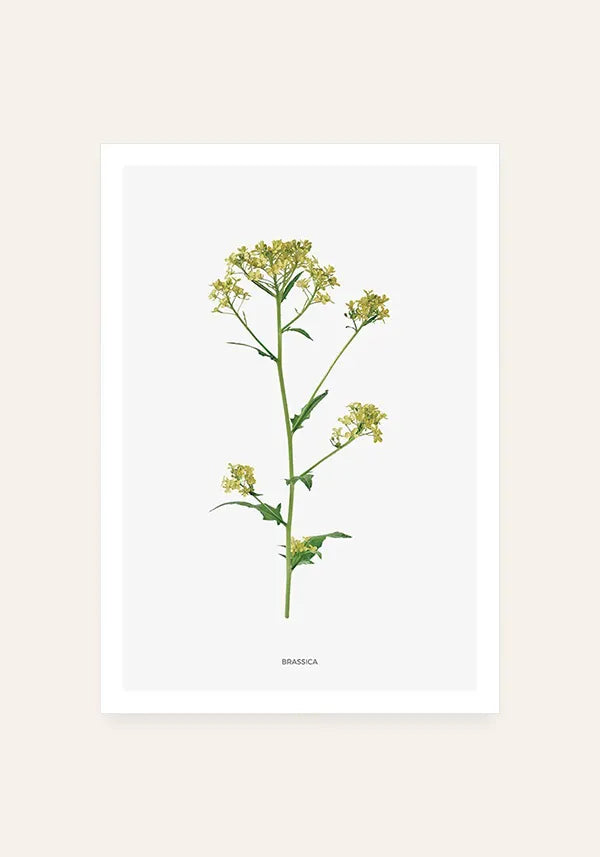 Quadro Brassica Flor