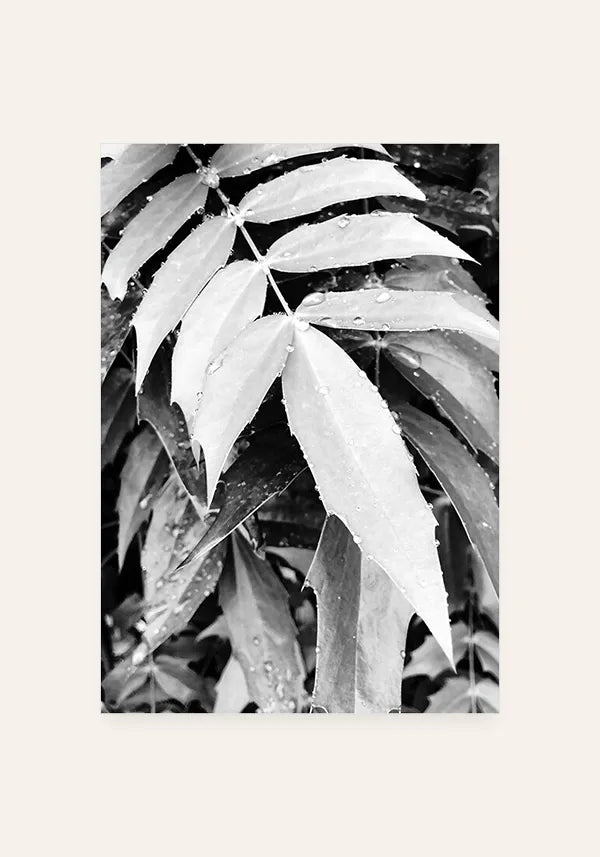 Quadro Plantas preto-e-branco