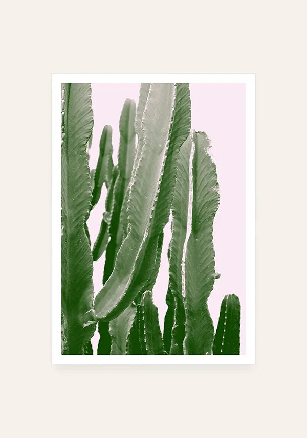 Quadro Cactos Fundo Rosa