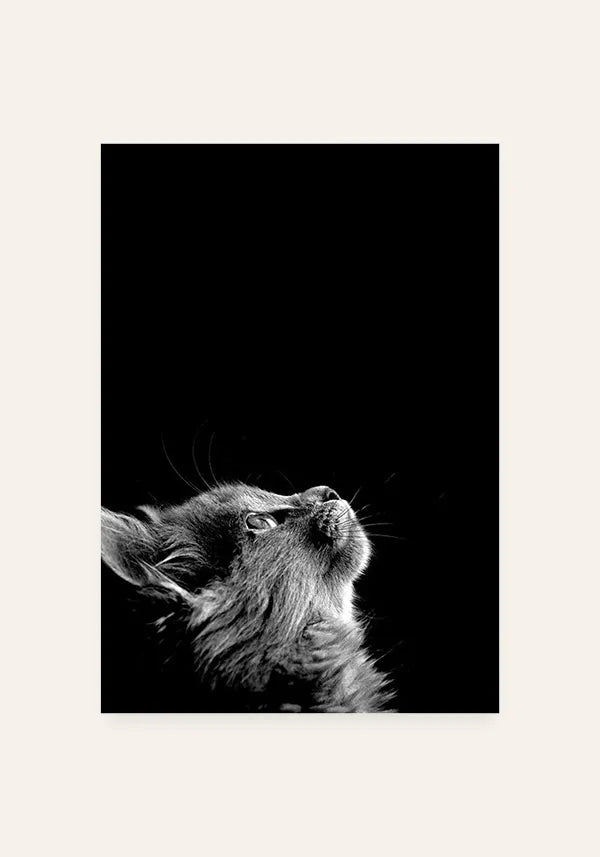 Quadro Gato Curioso