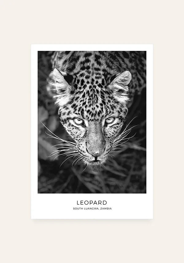 Quadro Leopardo