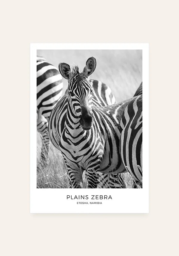 Quadro Zebras