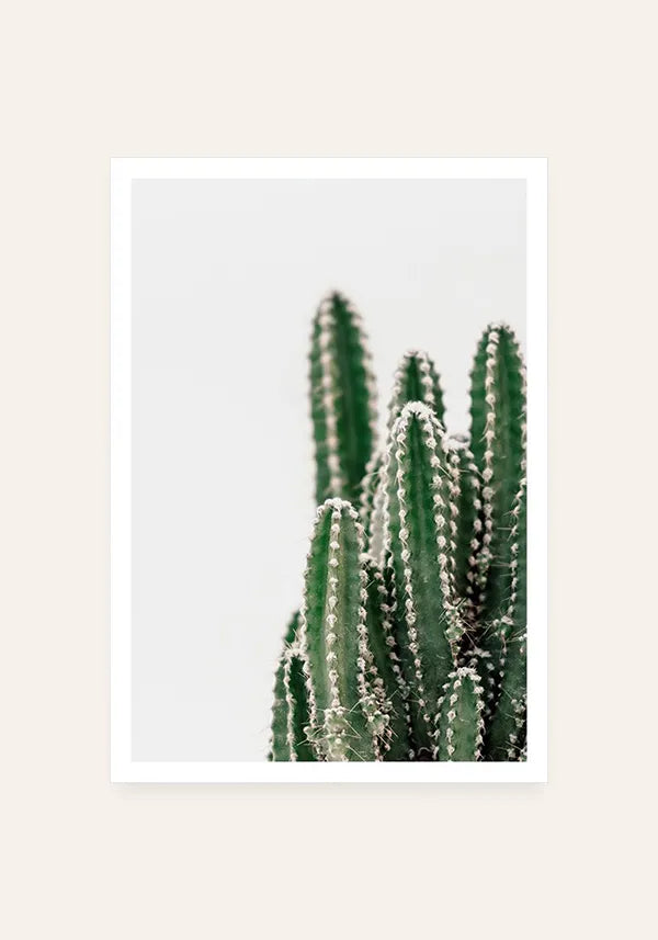Quadro Cactos