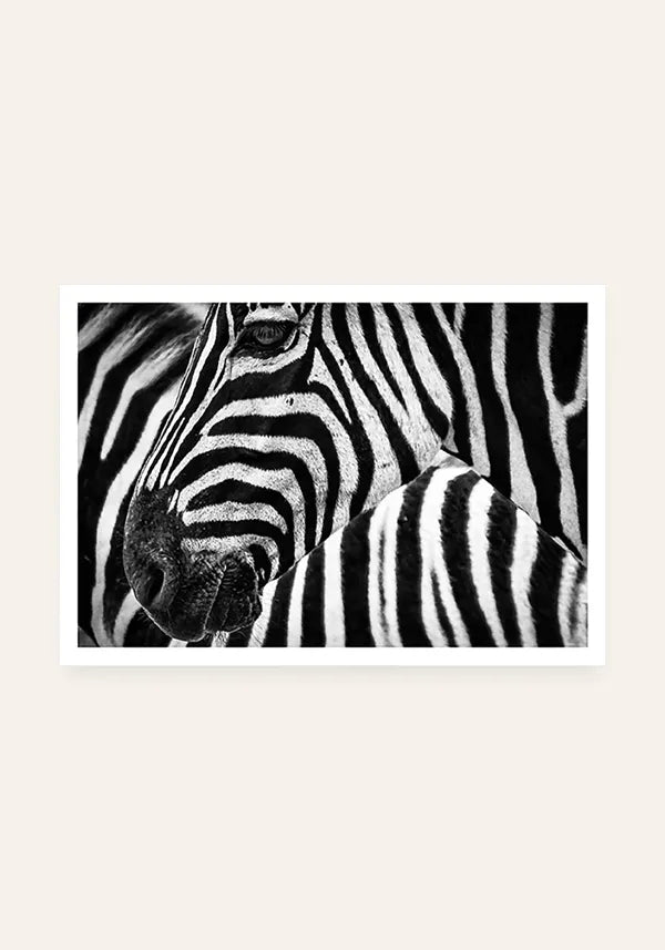 Quadro Zebra Horizontal
