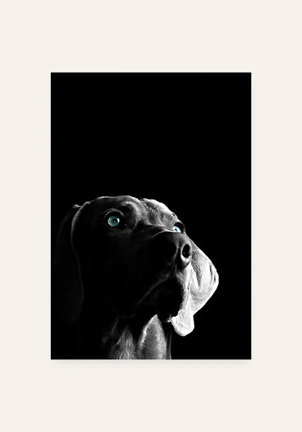 Quadro Cachorro Curioso