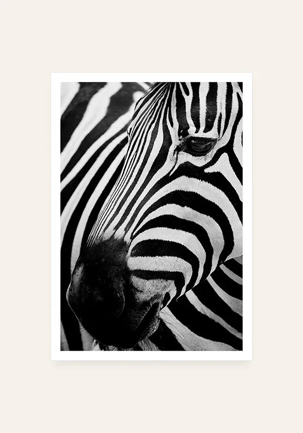 Quadro Zebra