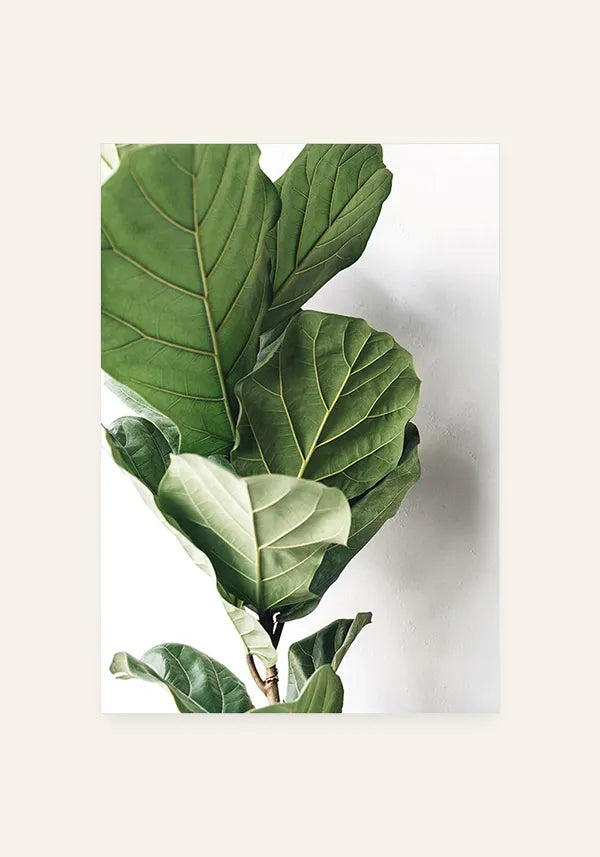 Quadro Ficus Lyrata