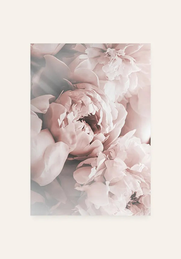 Quadro Flores de Peônia