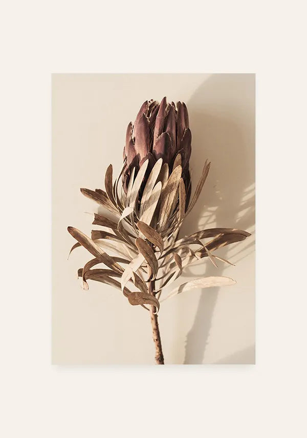 Quadro Protea Desidratada