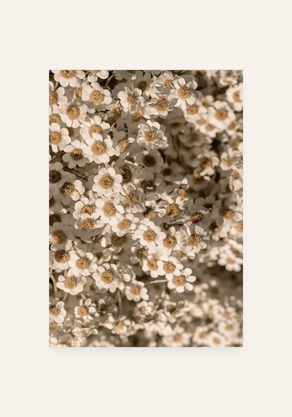 Quadro Margaridas