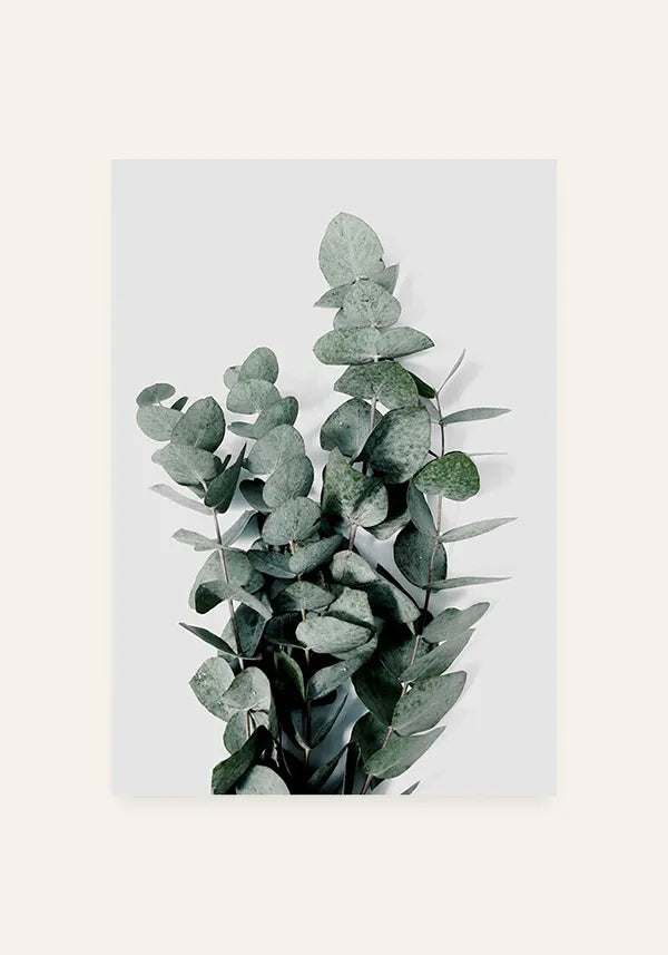 Quadro Folhas de Eucalipto