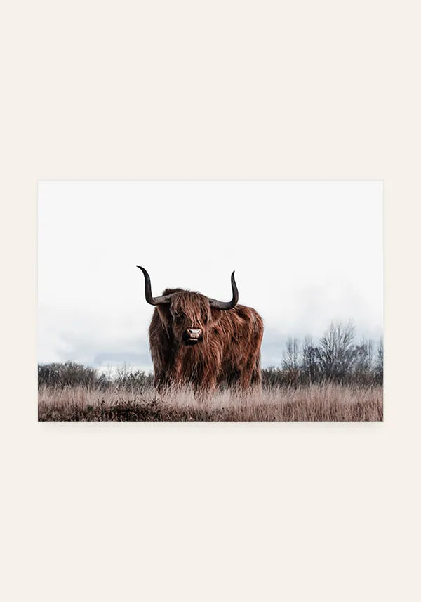 Quadro Bufalo Horizontal