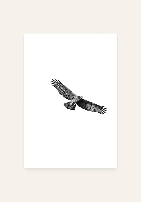 Quadro Águia Preto e Branco