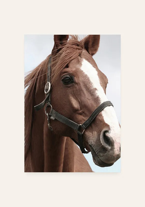 Quadro Decorativo Cavalo