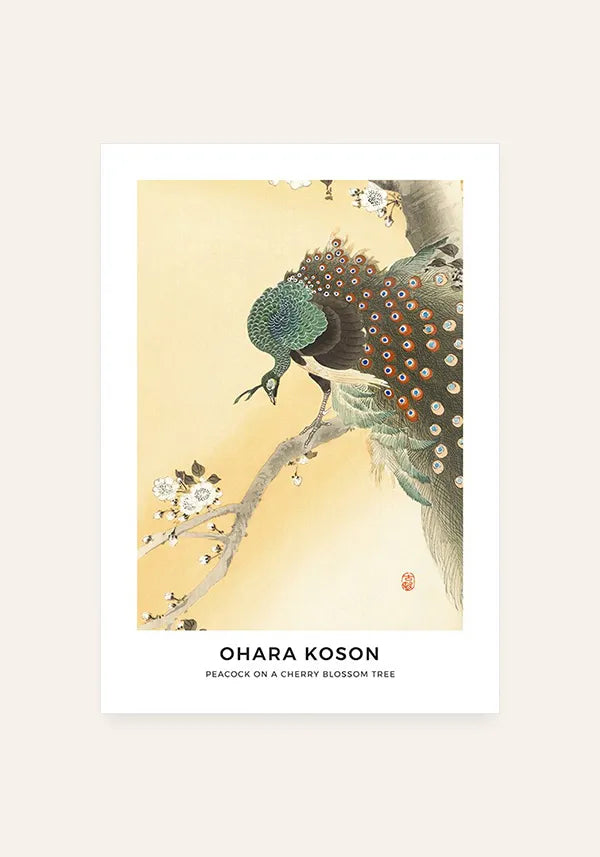Quadro Ohara Koson Peacock on a Cherry Blossom Tree