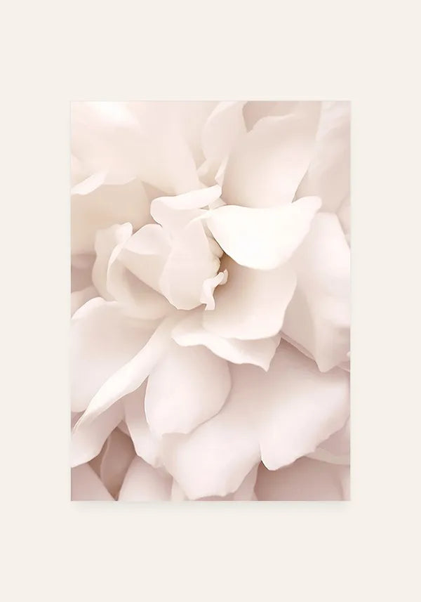 Quadro Flor Rosa Branca