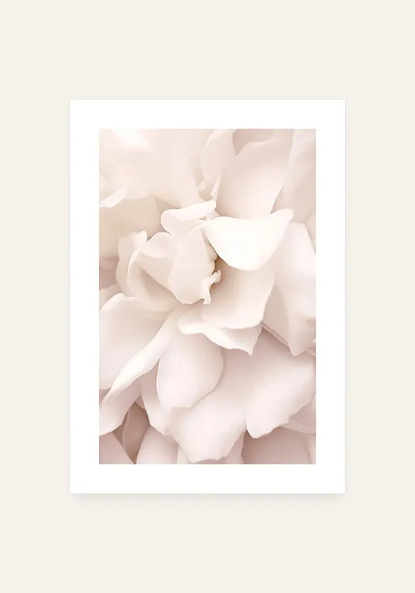 Quadro Flor Rosa Branca com Borda