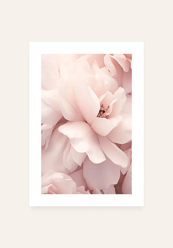 Quadro Flor Rosa Close-up II com Borda