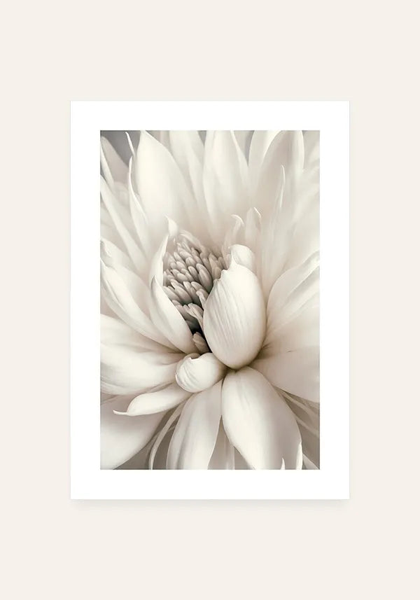 Quadro Decorativo Flor Branca I com Borda