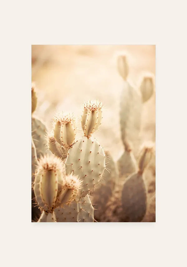 Quadro Decorativo Cactos Vintage