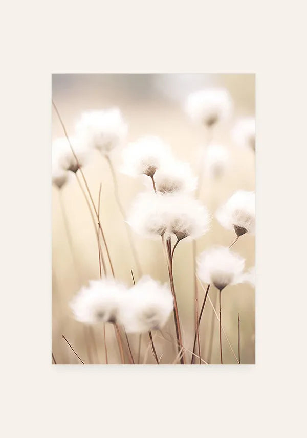 Quadro Decorativo Flores de Algodão I