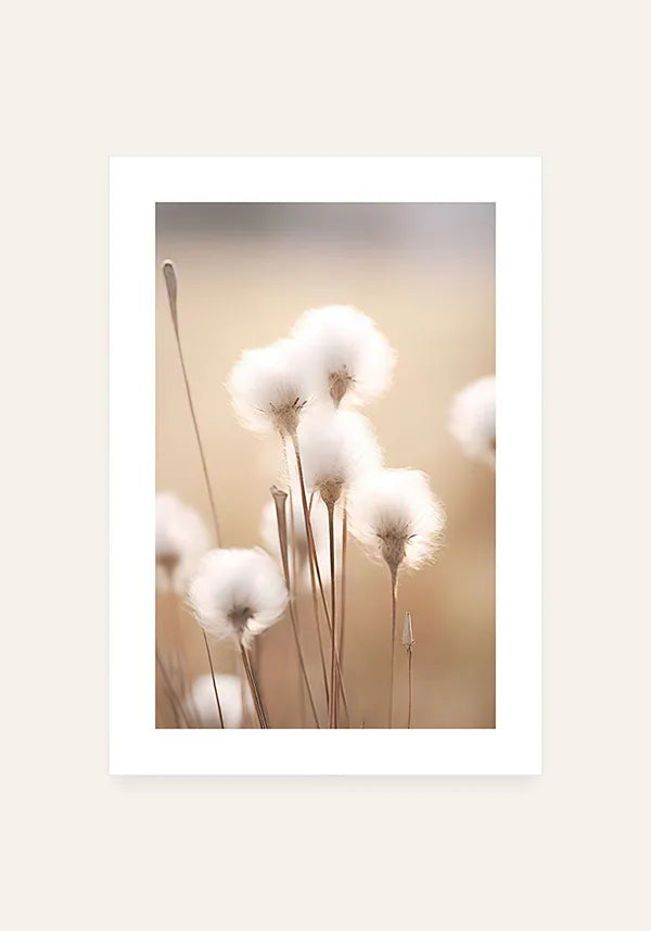 Quadro Flores de Algodão ao Sol com Borda