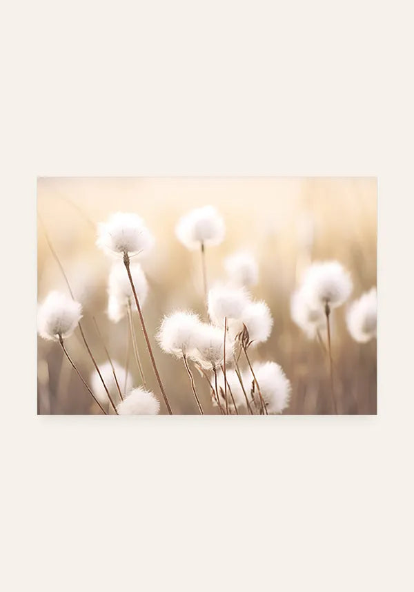 Quadro Campo de Flores de Algodão Horizontal