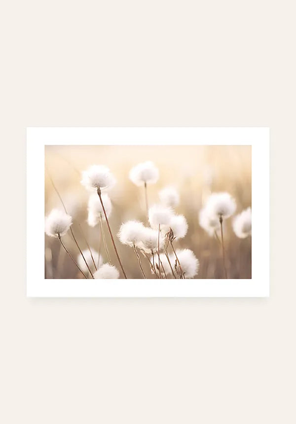 Quadro Campo de Flores de Algodão Horizontal com Borda