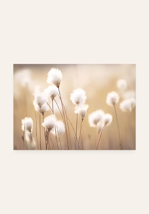 Quadro Flores de Algodão Horizontal