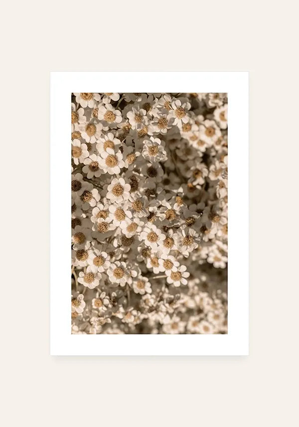Quadro Margaridas com Borda