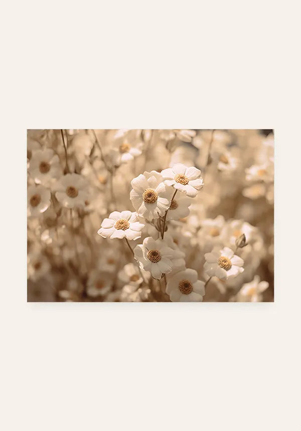 Quadro Flores de Margarida Horizontal II