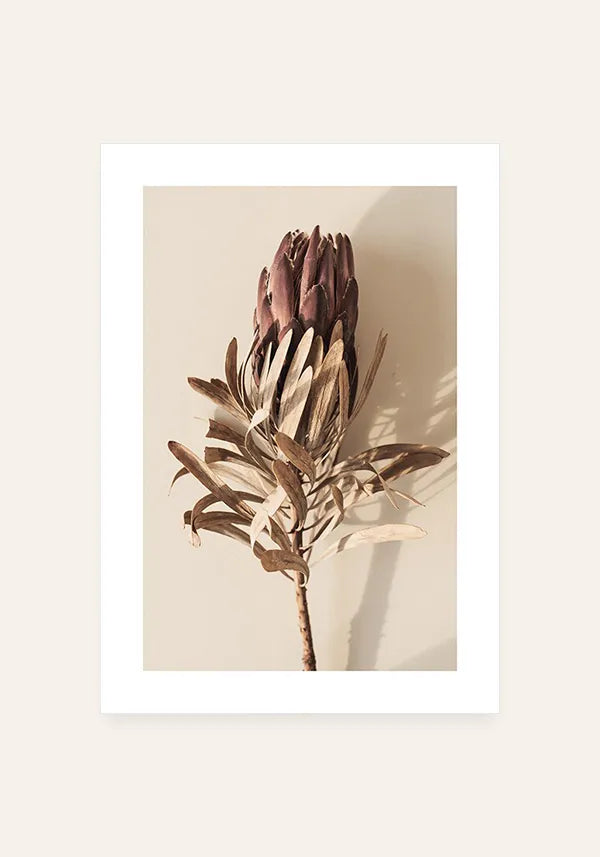 Quadro Protea Desidratada com Borda