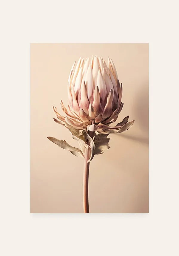 Quadro Flor Giant Protea