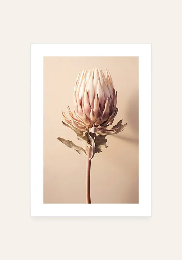 Quadro Flor Giant Protea com Borda