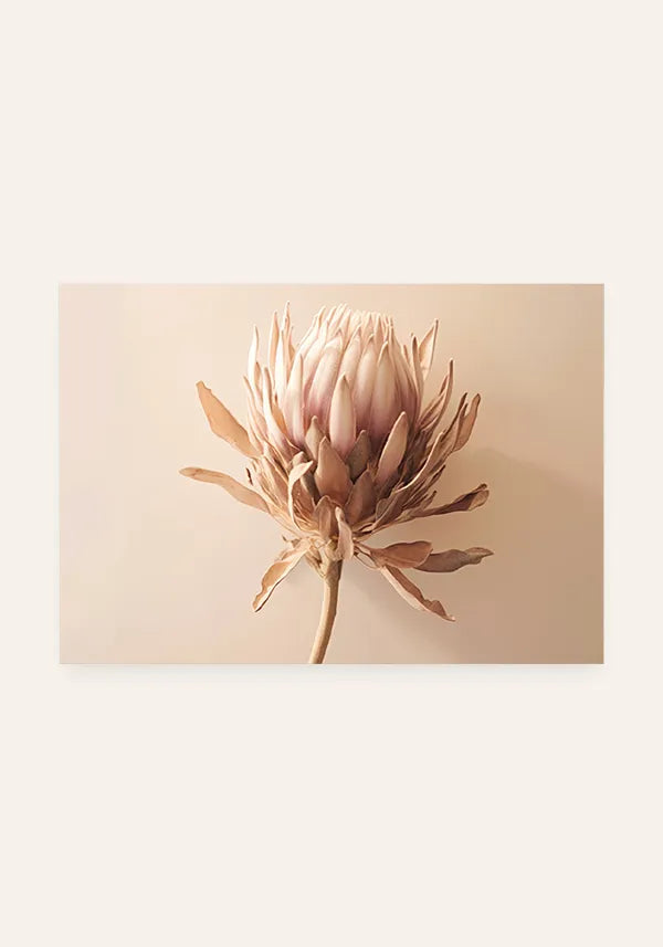 Quadro Protea Desidratada Horizontal