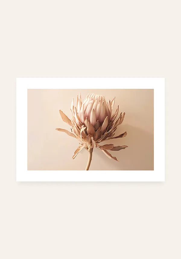 Quadro Protea Desidratada Horizontal com Borda
