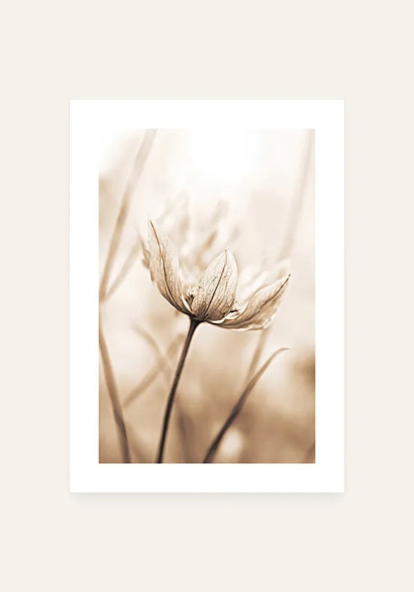 Quadro Flor em Sépia I com Borda
