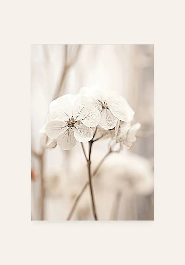 Quadro Fotografia Flor Branca I