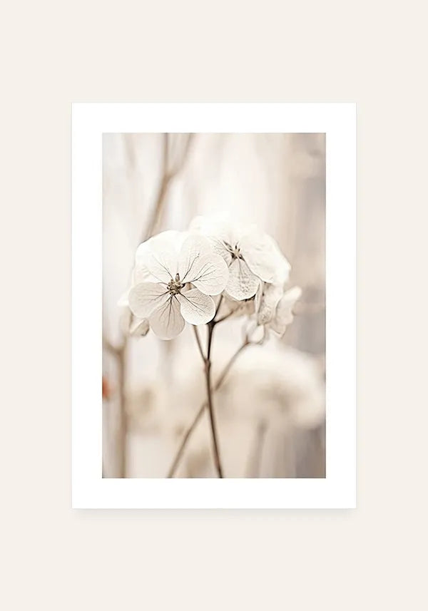 Quadro Fotografia Flor Branca I com Borda