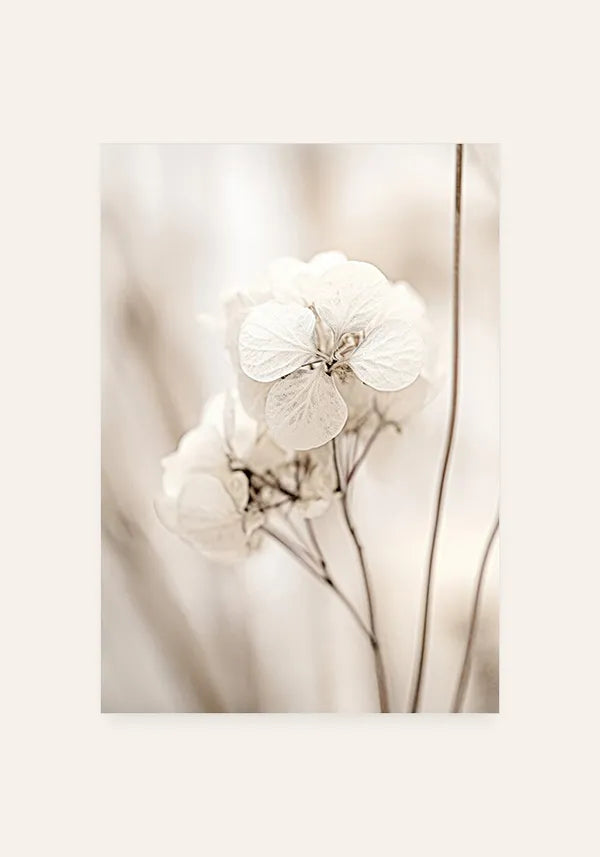 Quadro Fotografia Flor Branca II