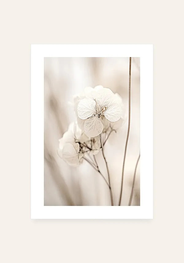 Quadro Fotografia Flor Branca II com Borda